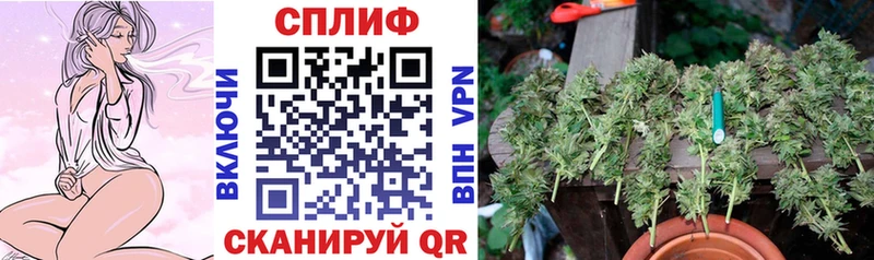 Каннабис сатива  мега ссылка  Каргополь 